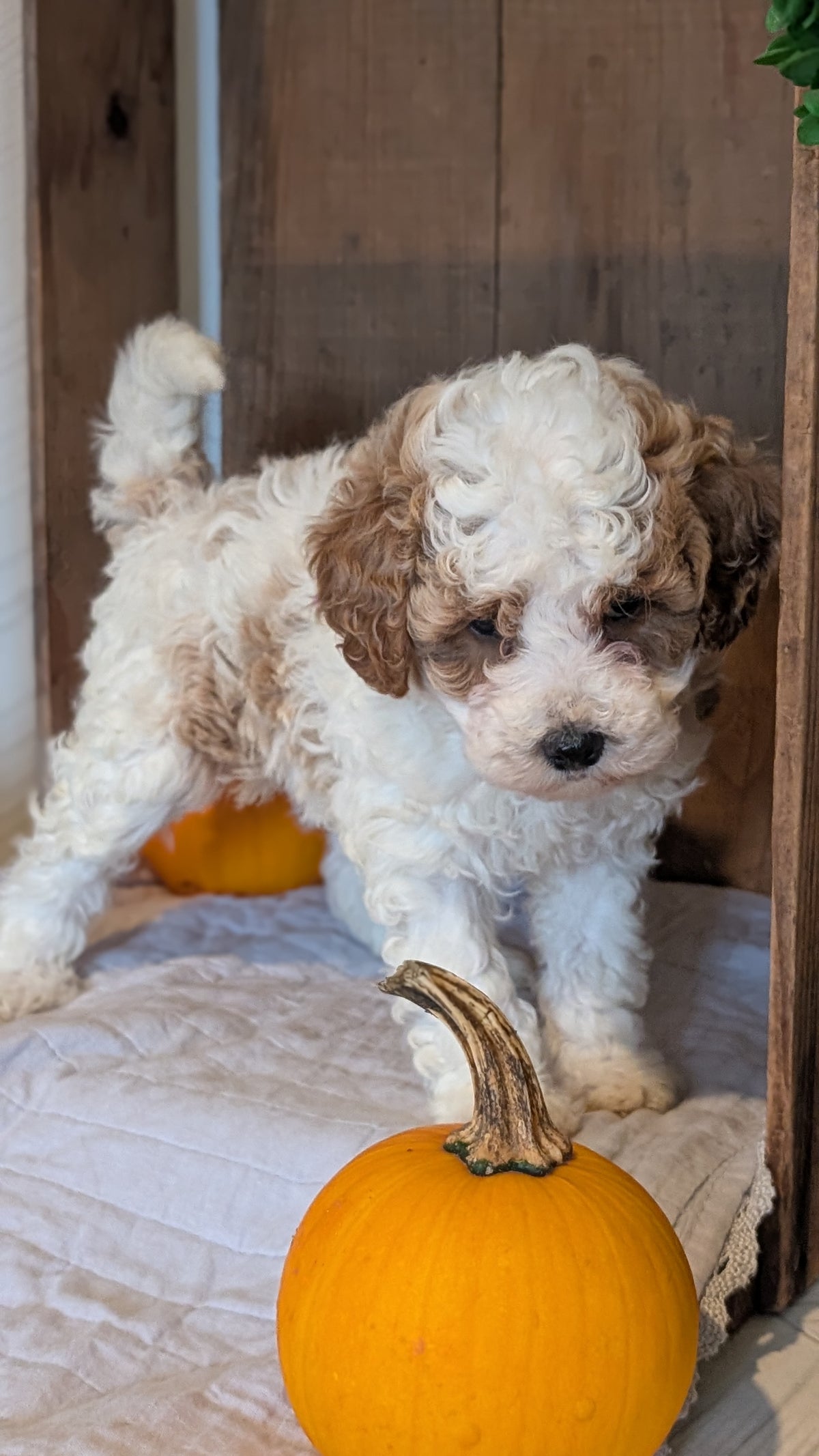 MINI POODLE (AUG 06) 5 FEMALES