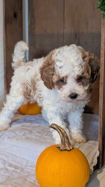 MINI POODLE (AUG 06) 5 FEMALES