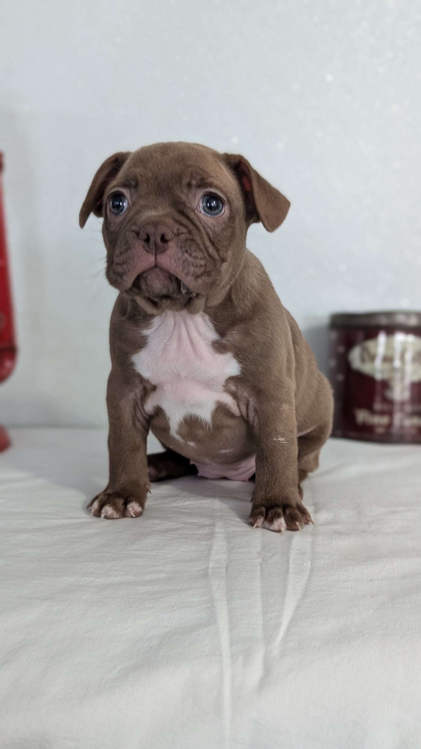 FRENCHTON (NOV 15) FEMALES