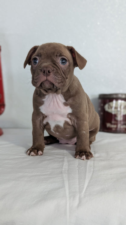 FRENCHTON (NOV 15) FEMALES