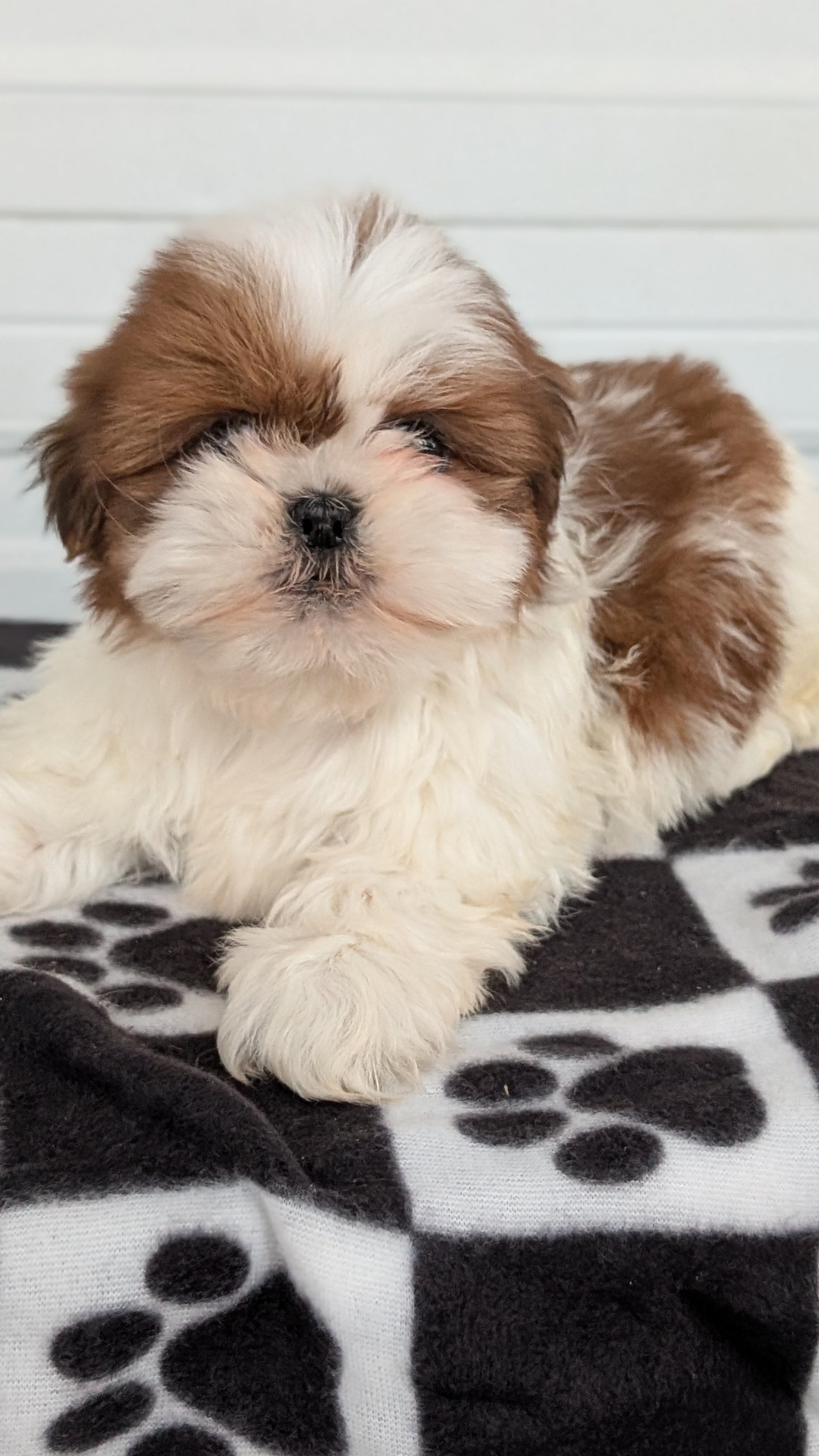 SHIH TZU (NOV 15) MALES
