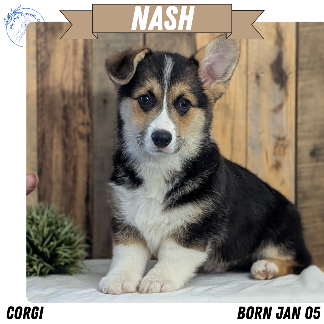 CORGI (JAN 05) MALES