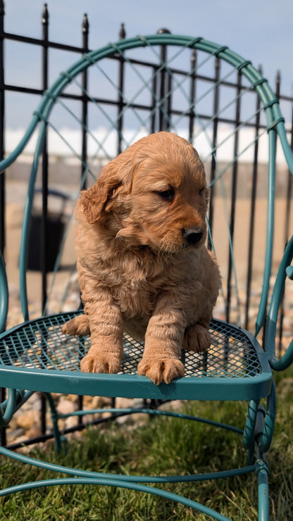 GOLDEN RETRIEVER (FEB 04) FEMALES