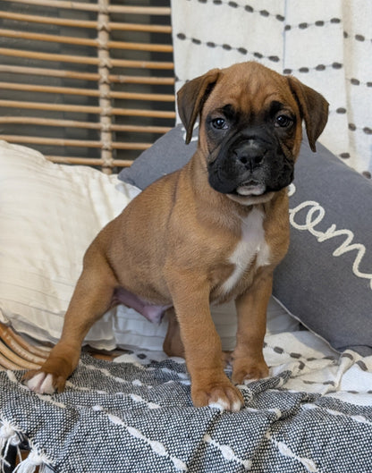 BOXER (OCT 12) MALES