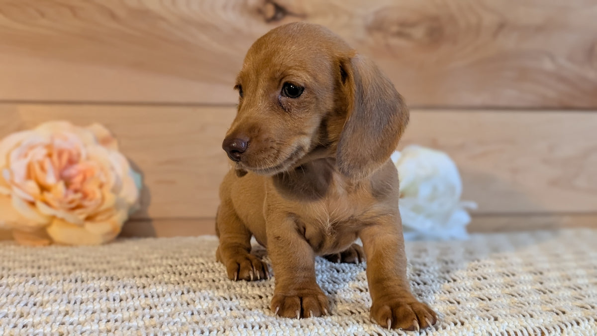 MINI DACHSHUND (JUL 30) 4 MALES/1 FEMALE