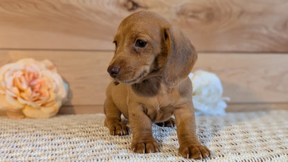 MINI DACHSHUND (JUL 30) 4 MALES/1 FEMALE
