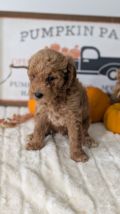 MINI GOLDENDOODLE (AUG 13) 6 MALES/3 FEMALES