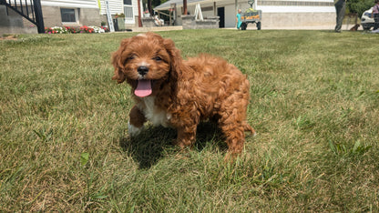 CAVAPOO (06/05) MALE