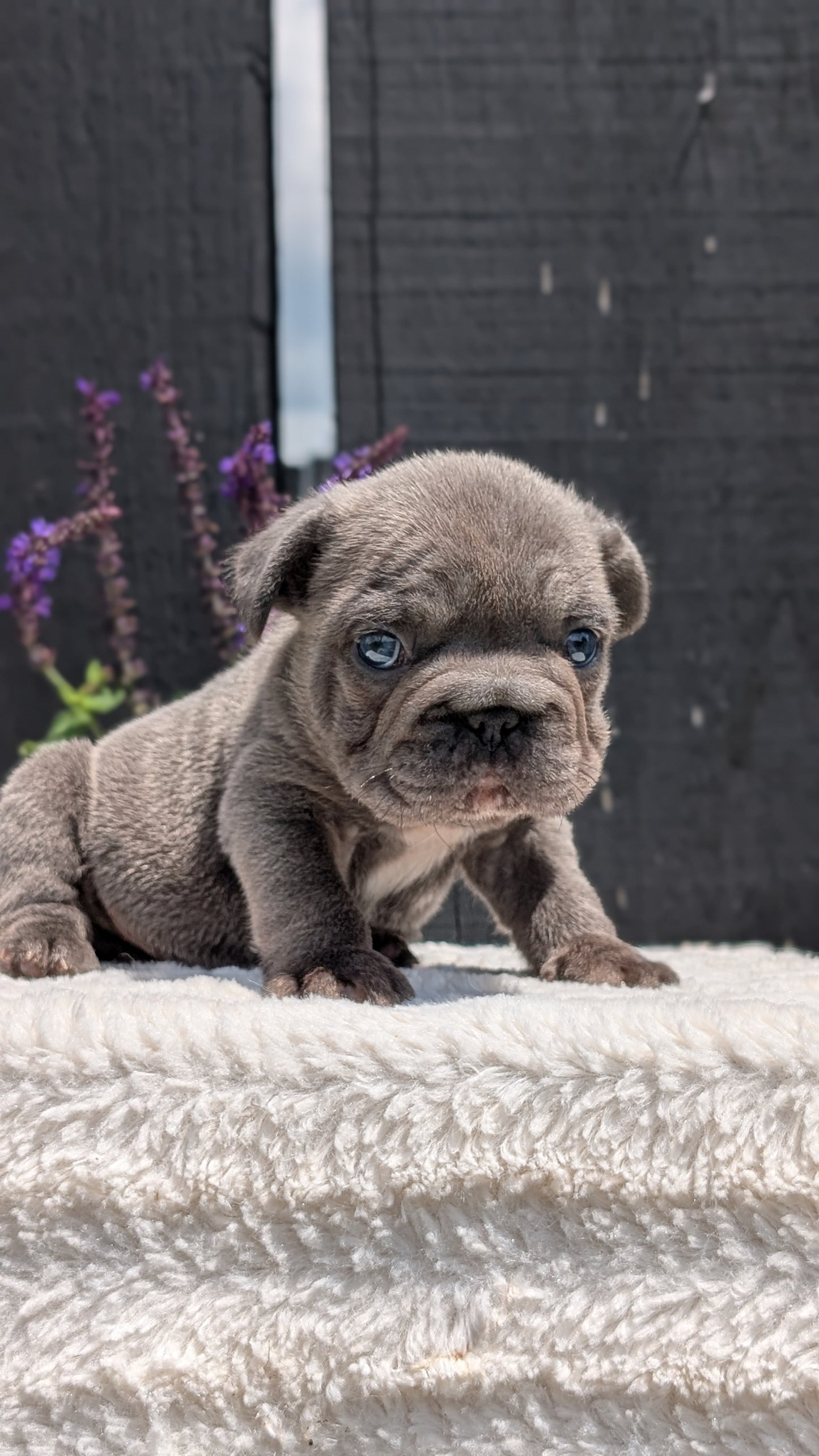 FRENCH BULLDOG (APR 24) MALES