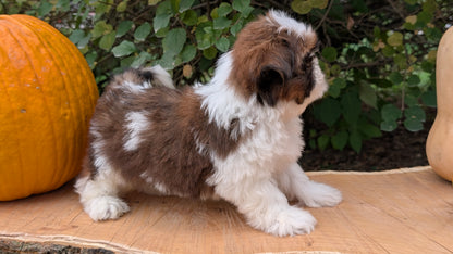 SHIH TZU (08/19) MALE