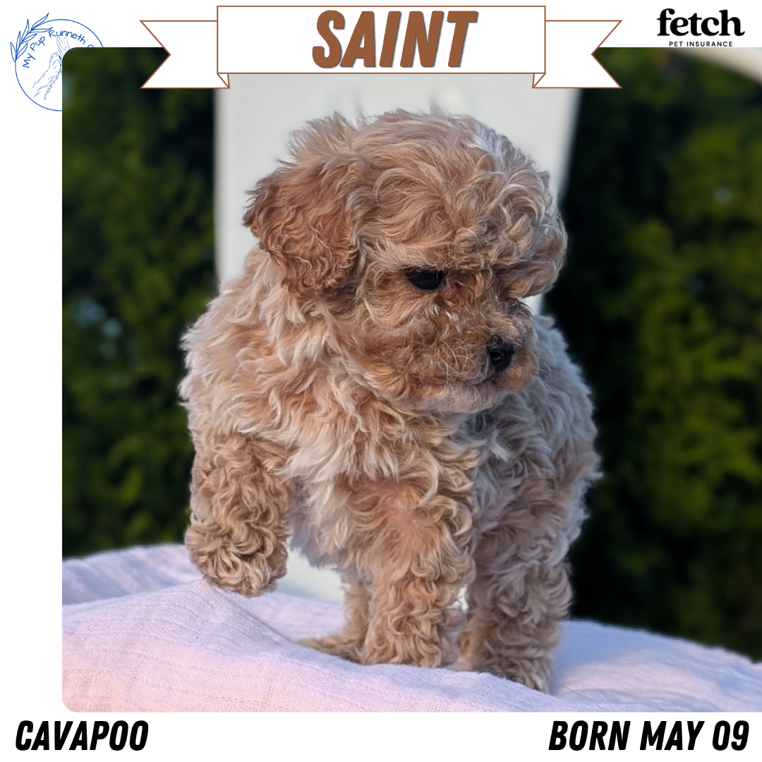 CAVAPOO (MAY 09) MALES