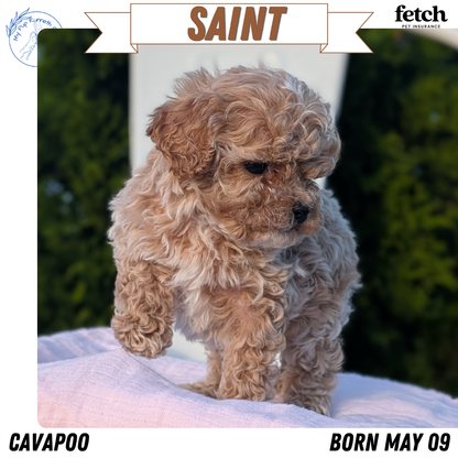 CAVAPOO (MAY 09) MALES