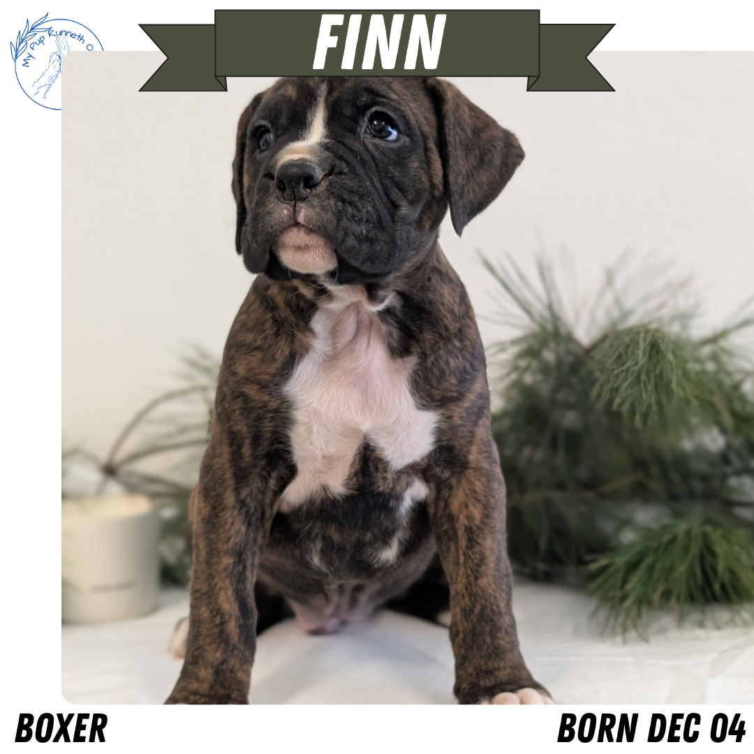 BOXER (DEC 04) MALES