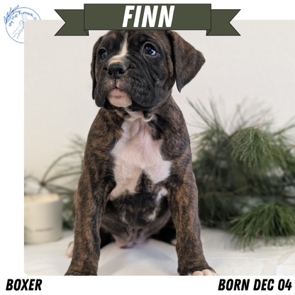 BOXER (DEC 04) MALES