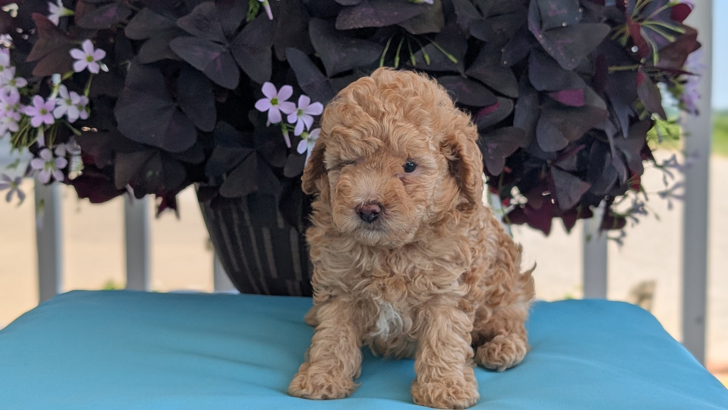 TOY POODLE (MAY 26) MALES