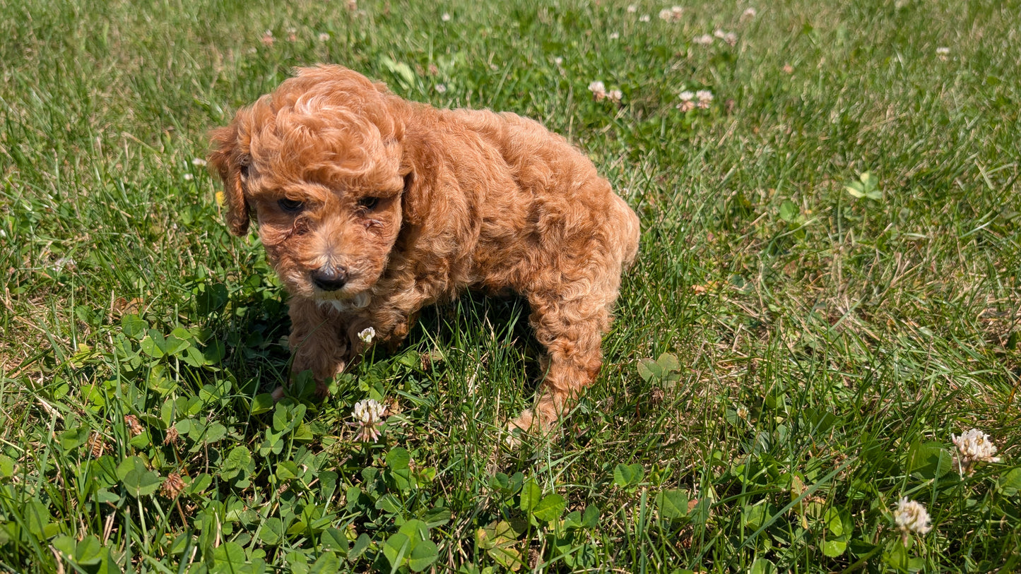 MINI POODLE (06/29) FEMALE