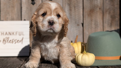 COCKER SPANIEL (09/21) FEMALE