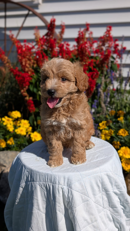 MINI GOLDENDOODLE (08/15) MALE