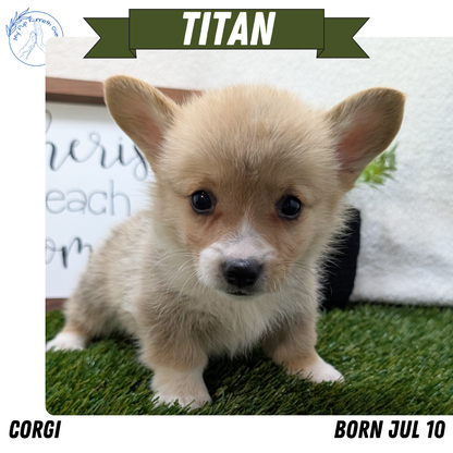 CORGI (07/10) MALE