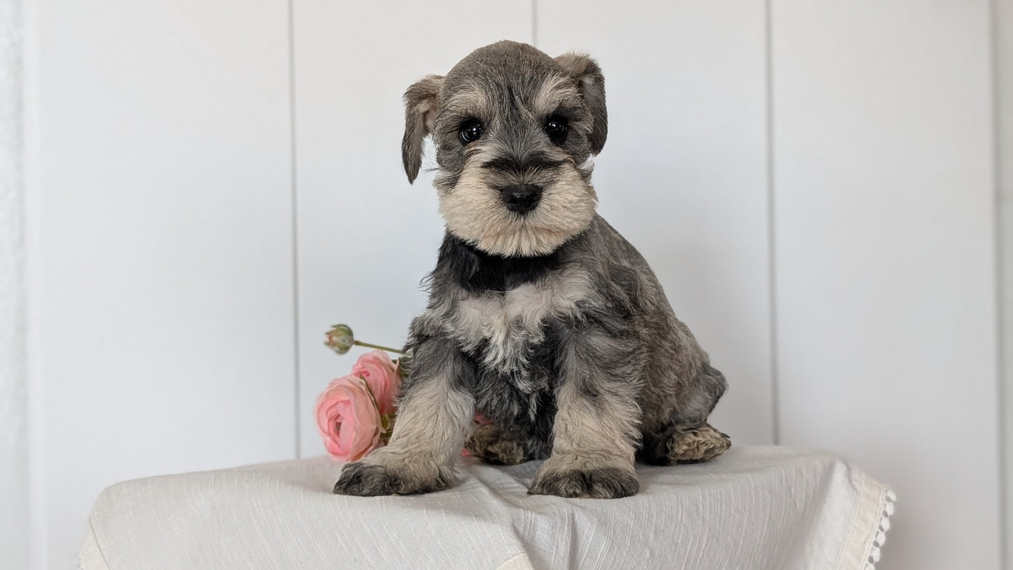 MINI SCHNAUZER (JAN 14) MALES