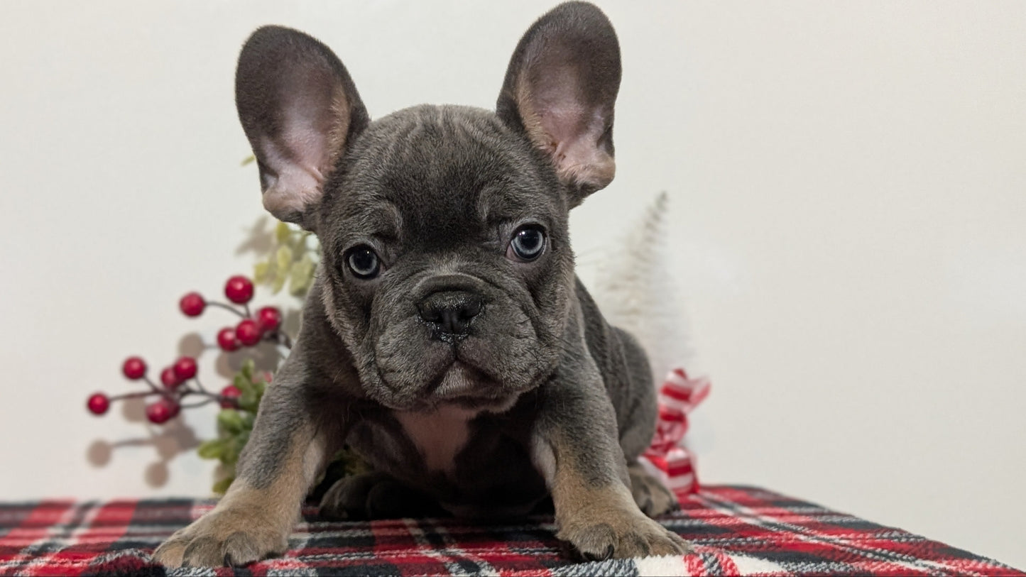 FRENCH BULLDOG (OCT 03) MALES