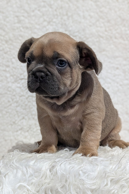 FRENCH BULLDOG (JUN 29) MALES