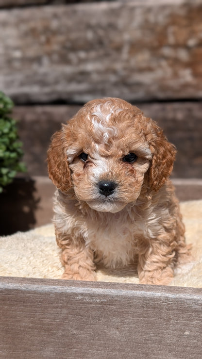 COCKAPOO (MAY 13) MALES