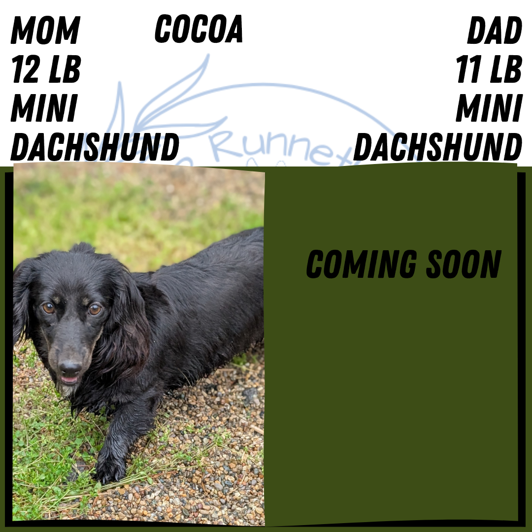 MINI DACHSHUND (APR 29) MALE