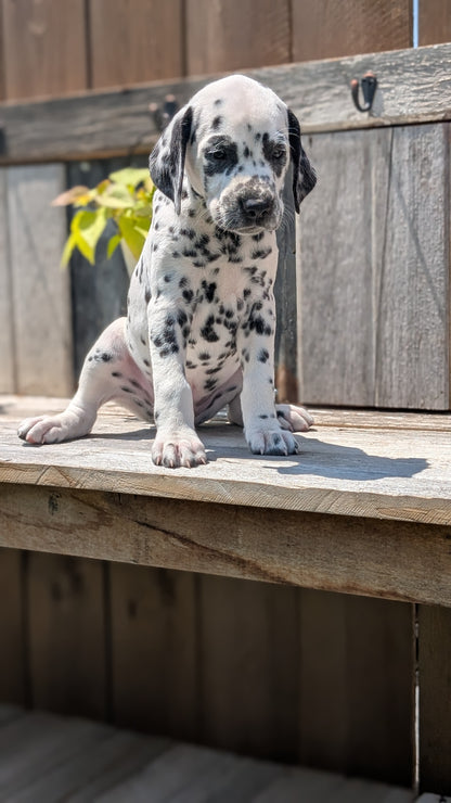 DALMATIAN (06/09) MALE