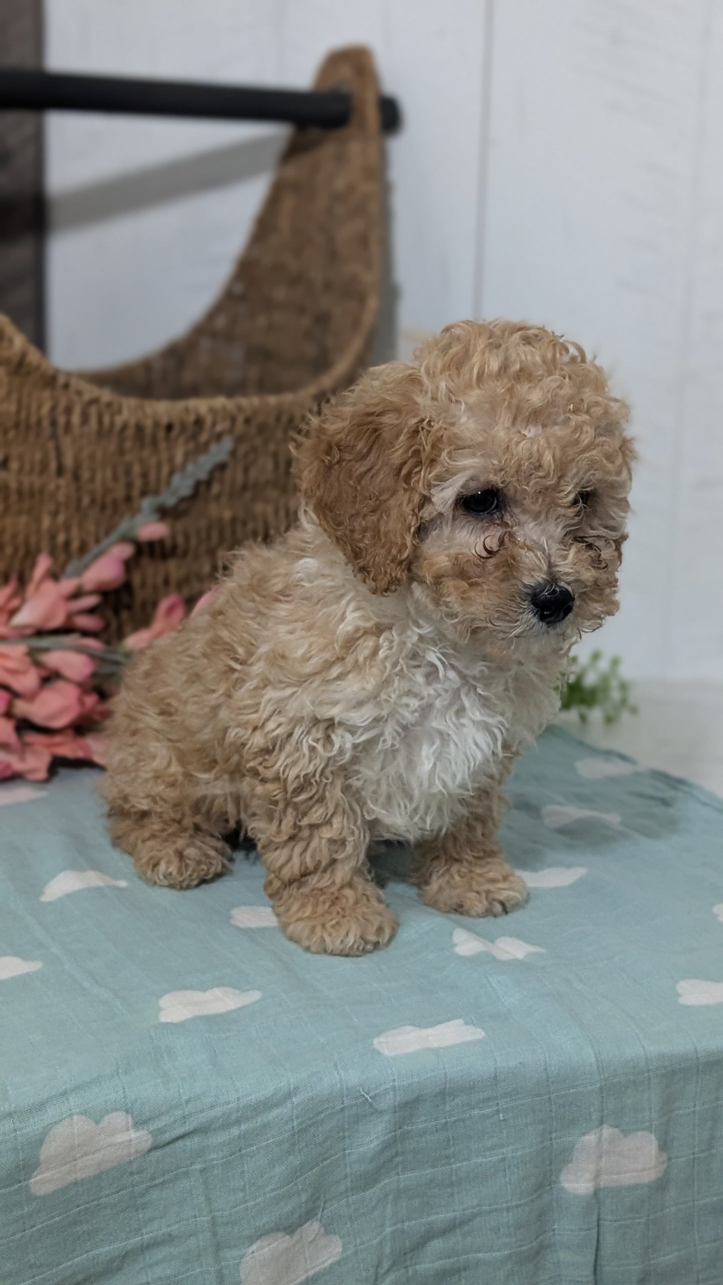 MINI POODLE (DEC 04) MALES