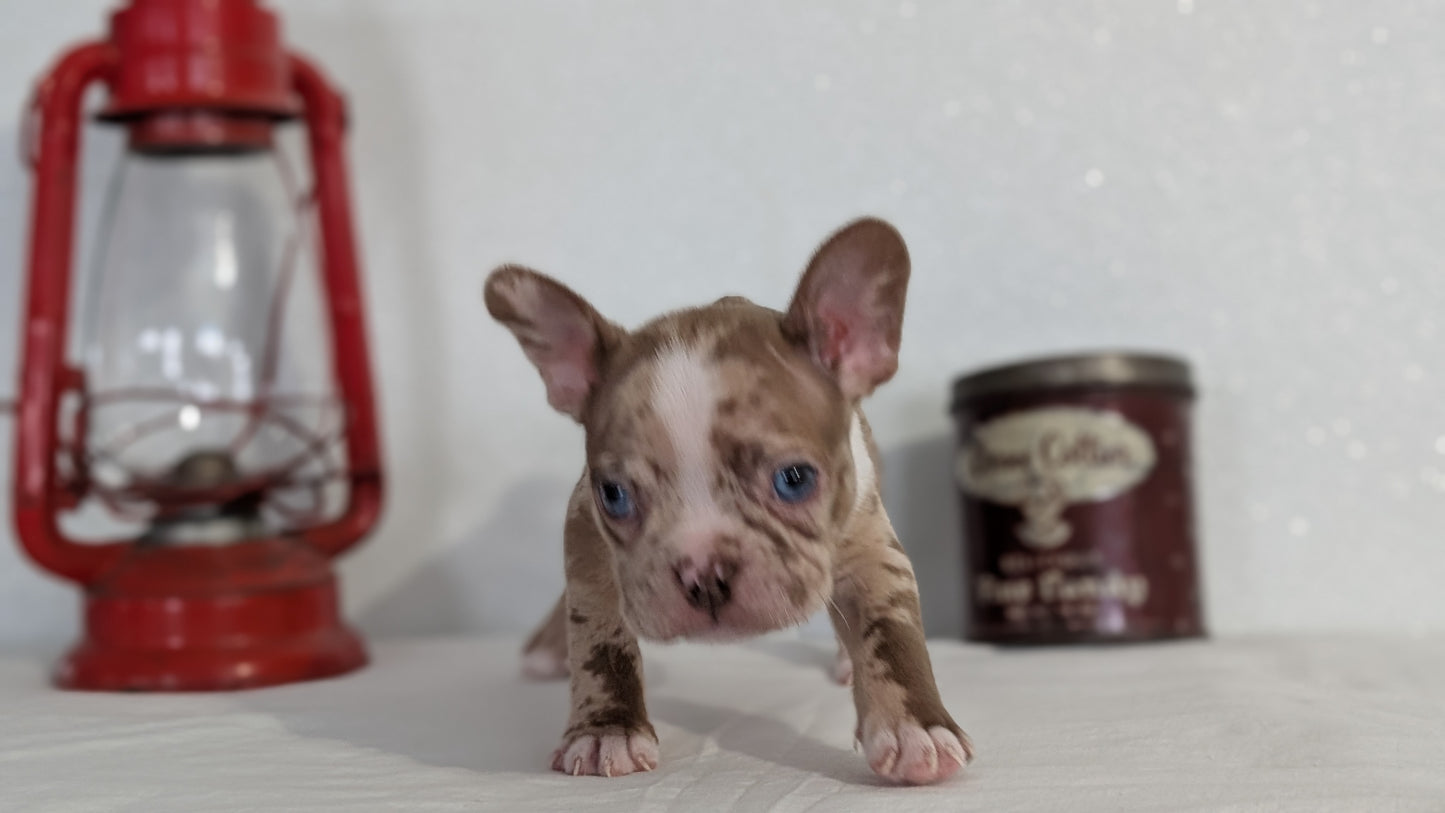 FRENCHTON (NOV 15) MALES