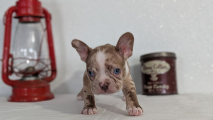 FRENCHTON (NOV 15) MALES