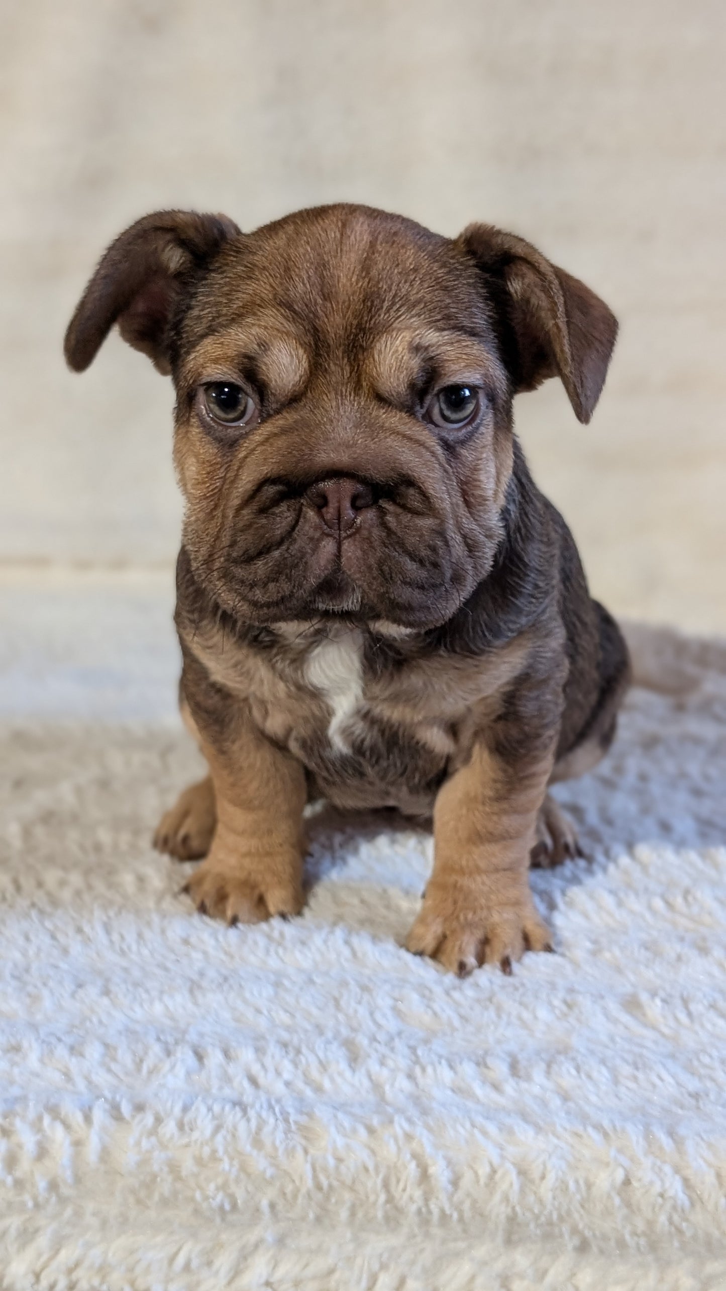 FRENCH BULLDOG (OCT 08) FEMALES