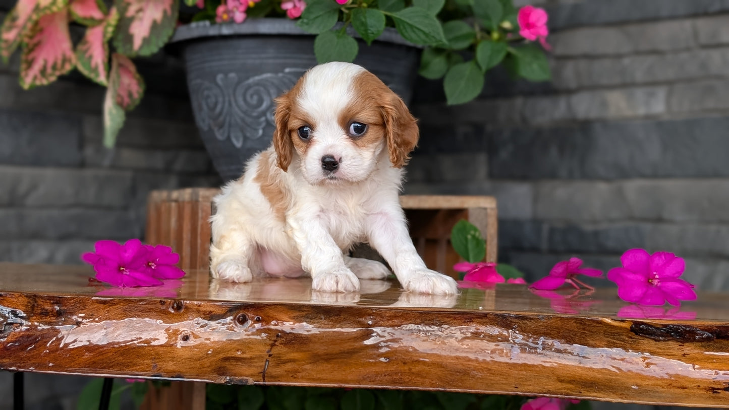 CAVALIER (JUL 18) 3 FEMALES/2 MALES