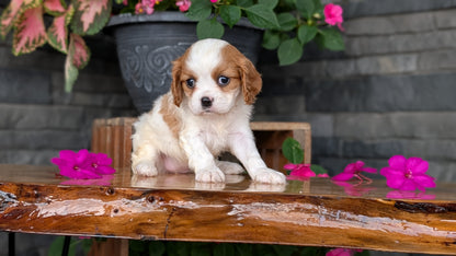 CAVALIER (JUL 18) 3 FEMALES/2 MALES
