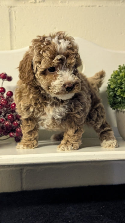 MINI POODLE (NOV 18) FEMALES