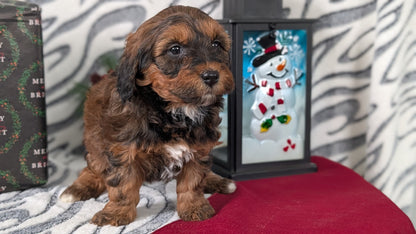 MINI LABRADOODLE (OCT 20) FEMALES