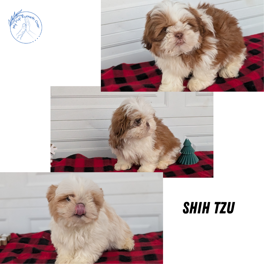 SHIH TZU (OCT 28) MALES