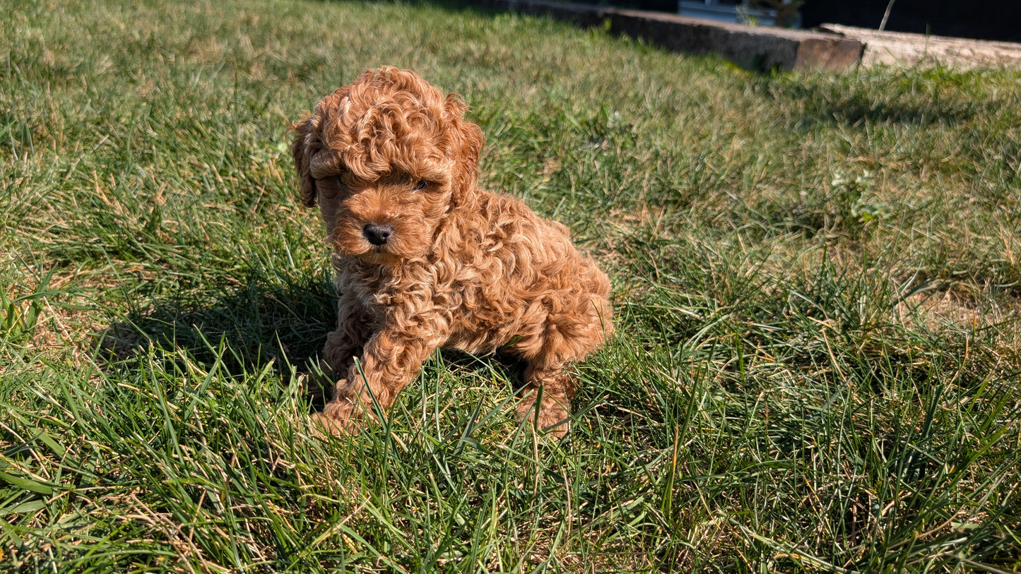 COCKAPOO (08/03) MALE