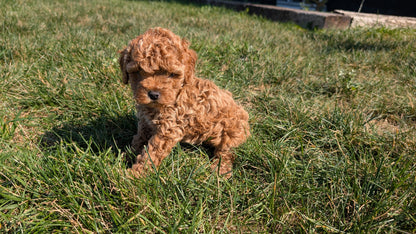 COCKAPOO (08/03) MALE