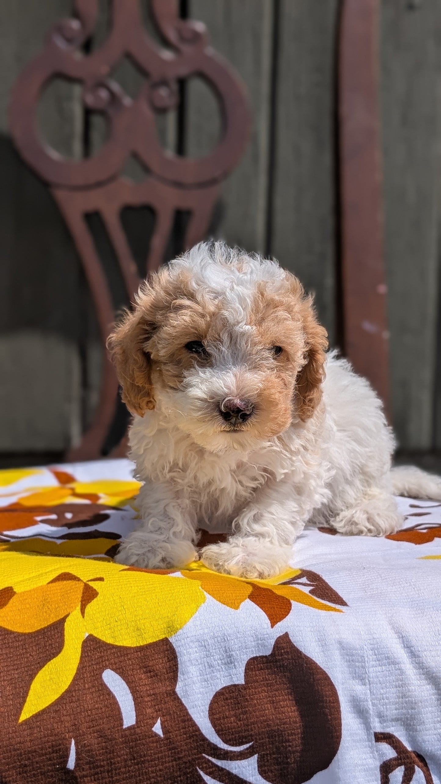 MINI POODLE (JUN 21) 4 MALES