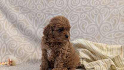 CAVAPOO (FEB 24) MALES