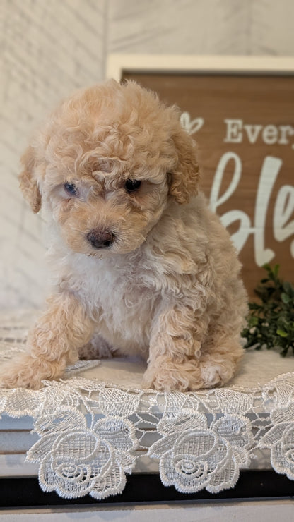 MALTIPOO (APR 05) FEMALES