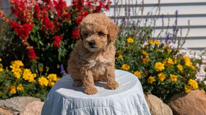 MINI GOLDENDOODLE (08/15) FEMALE