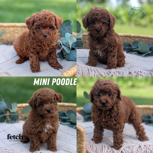 MINI POODLE (MAY 20) MALES