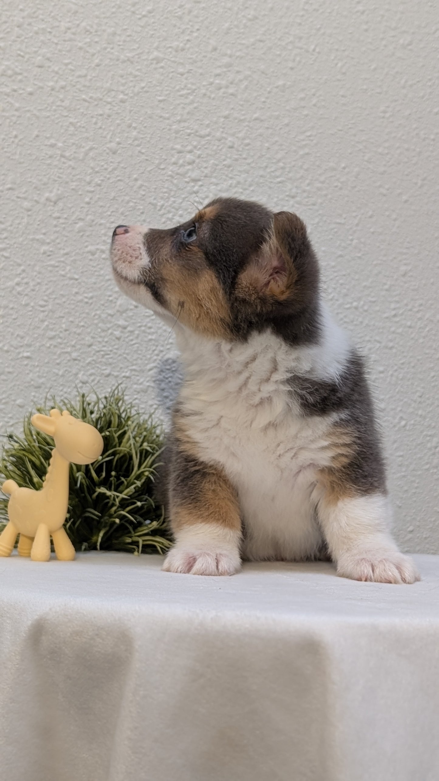 CORGI (JAN 09) MALES