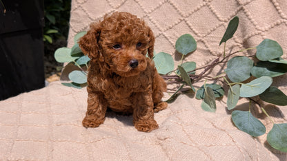 COCKAPOO (05/31) MALE