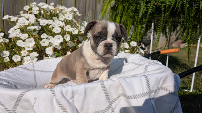 FRENCH BULLDOG (07/03) FEMALE
