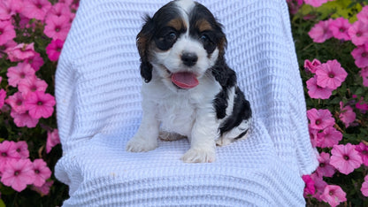 COCKER SPANIEL (07/17) FEMALE