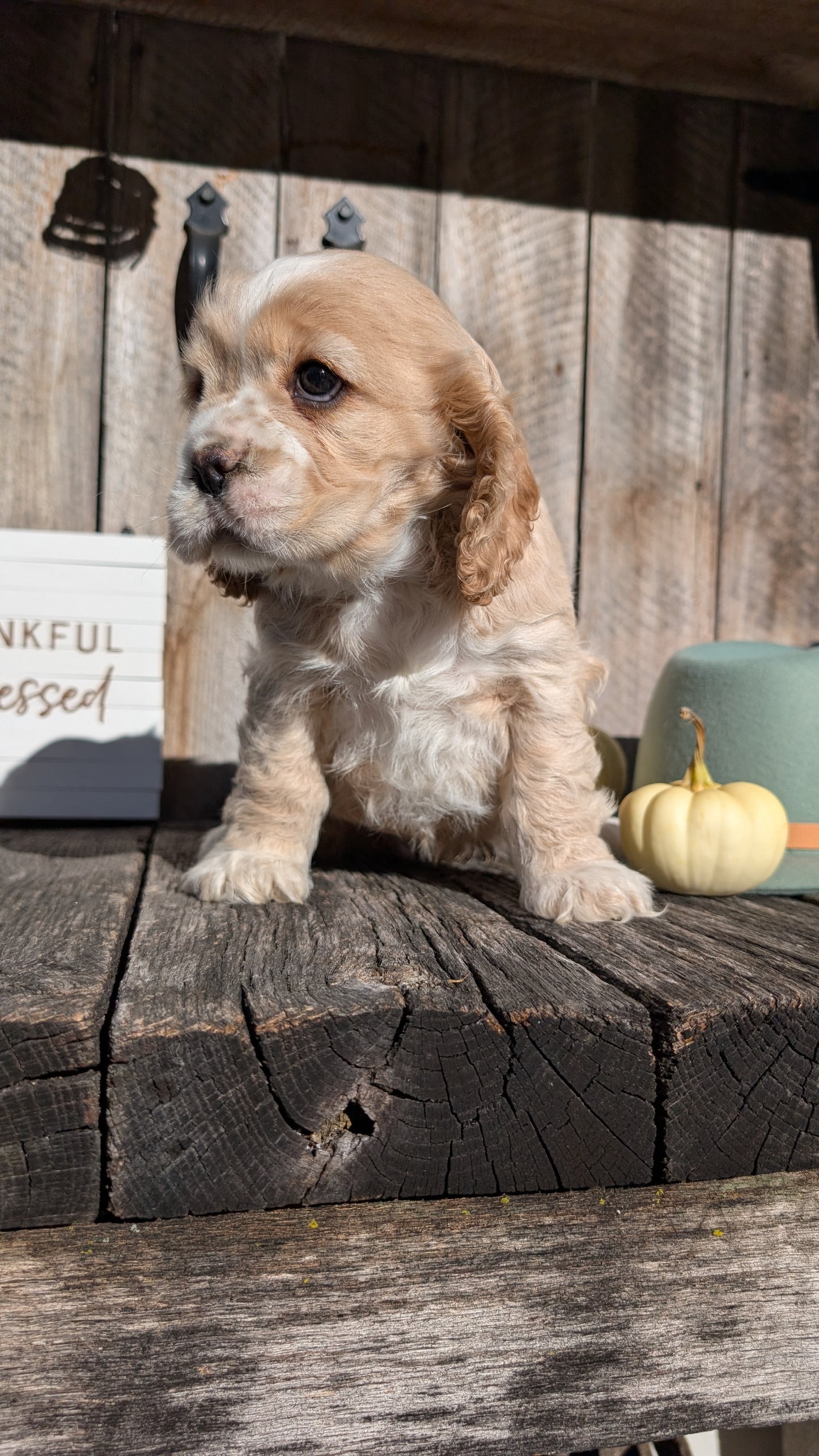 COCKER SPANIEL (09/21) FEMALE
